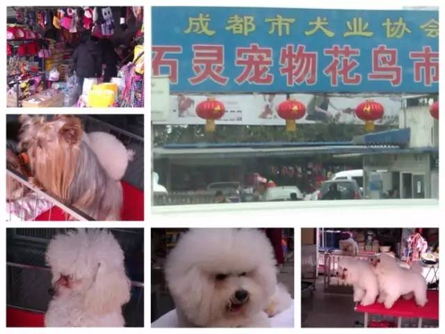 成都年货必备清单一览表,成都年货采购攻略