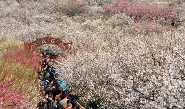 苏州春季梅花免费观赏胜地,苏州梅园赏梅花时间