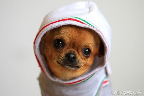 狗狗腿自己摔了一下瘸了怎么恢复,狗狗腿瘸了怎么能让它快速好起来