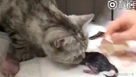 猫妈妈生宝宝的全过程,猫妈妈分娩