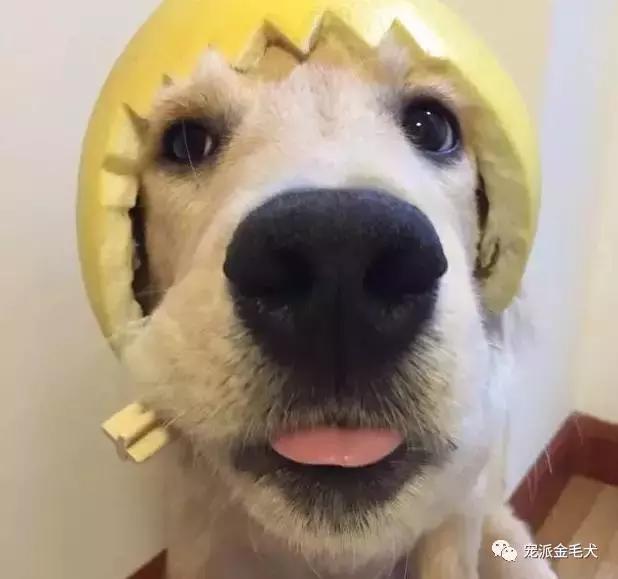 金毛不是最温柔善良的狗狗吗,大壮是只汪