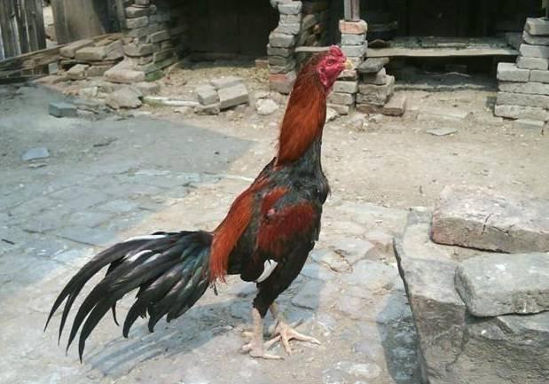 云南十大漂亮的鸡,云南第一生态鸡