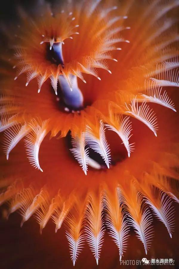 变性、伪装、雌雄同体--谁是微距世界的奇葩?