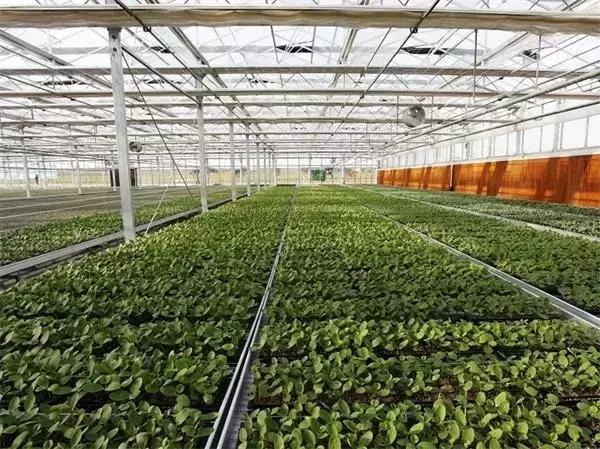 村合作社账务存在的问题,农村经济合作社财务怎么办