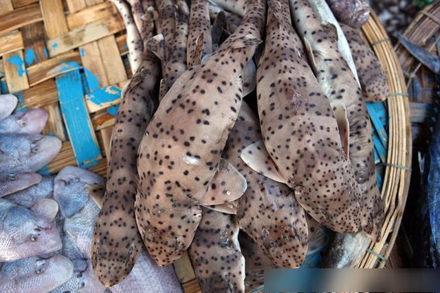 越南芽庄最新海鲜,实拍越南的海鲜集市