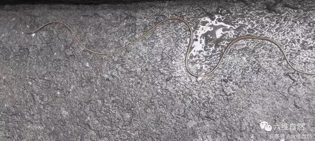 铁线虫有哪些秘密,铁线虫最怕的克星是蚯蚓