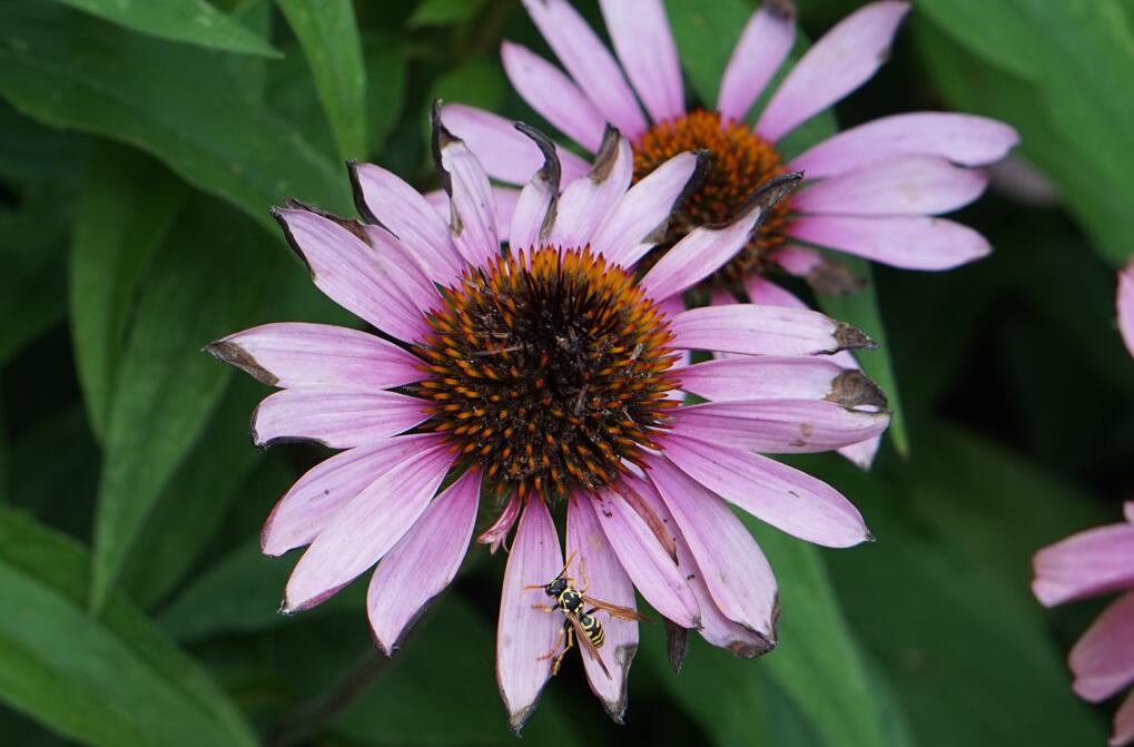 索尼微单哪款可与佳能m50比较,佳能500d与小蚁微单