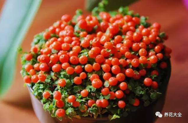 过年观赏花的盆栽,观果花卉盆栽大全