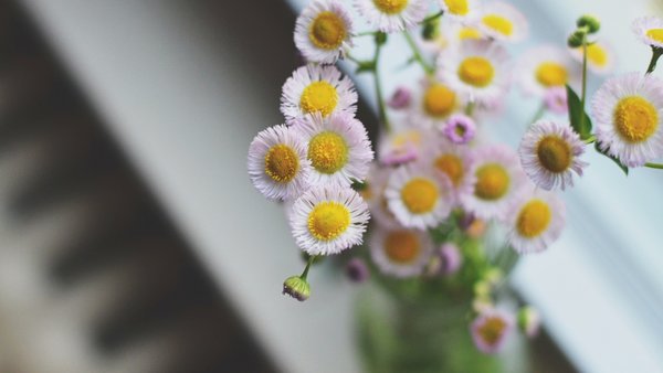 胆囊炎结石能不能刮痧拔罐,胆结石胆管炎胆囊炎中医能治愈吗