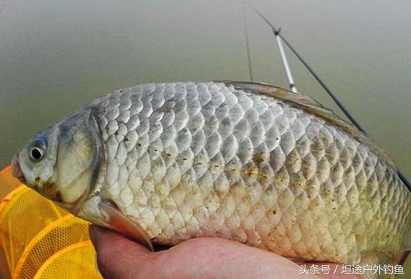 丁香泡酒米效果如何,丁香泡酒钓鱼的正确方法