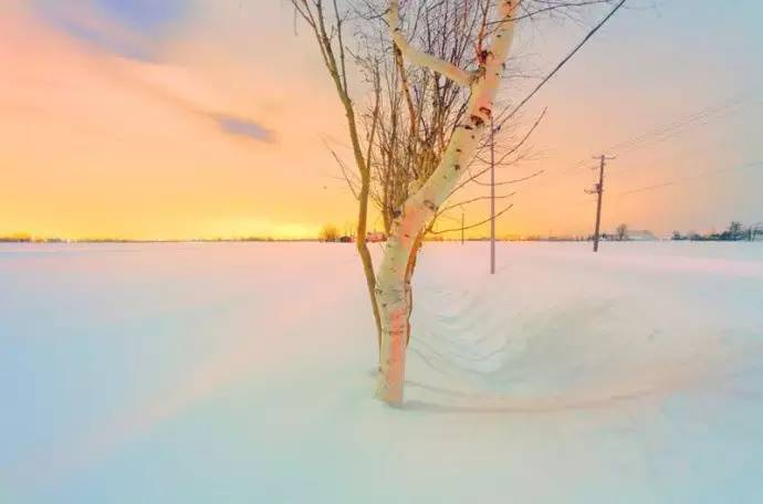 微观茶市丨古茶树安装GPS定位意义何在？