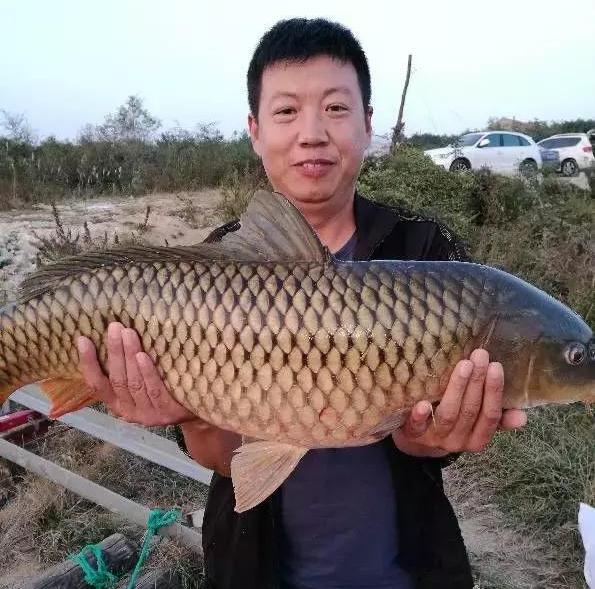 大鲫大鲤龙纹鲤,老版本龙纹鲤旗舰一代