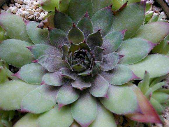 多肉新手必踩十大坑,多肉入坑的一百个理由