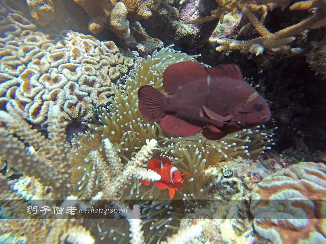 美娜多海岛一日游,印尼美娜多跟团游