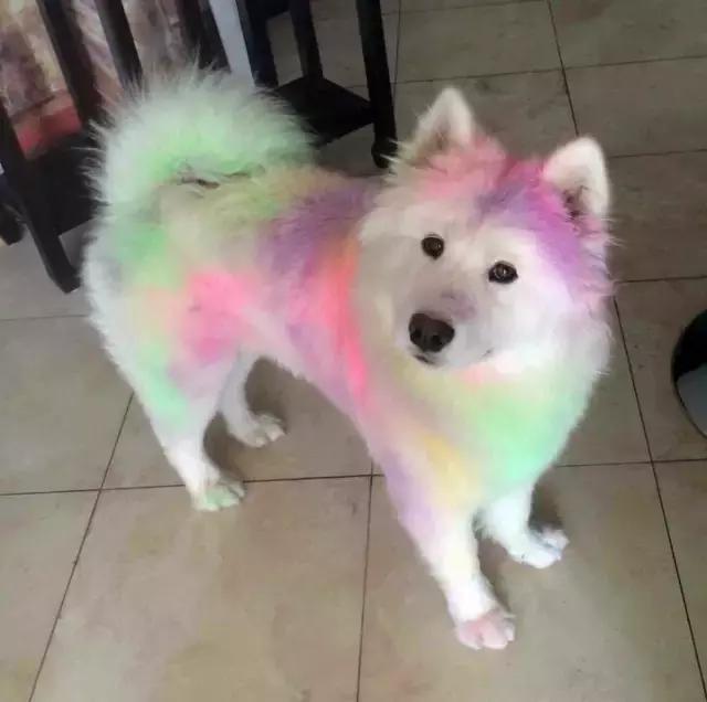 走丢的狗狗怎么寻回,丢了狗狗如何寻找