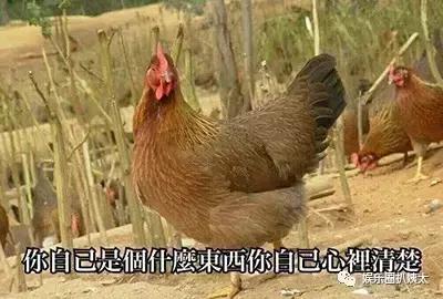 各大牌鸡年限定款,外国人对“鸡”有什么误会?