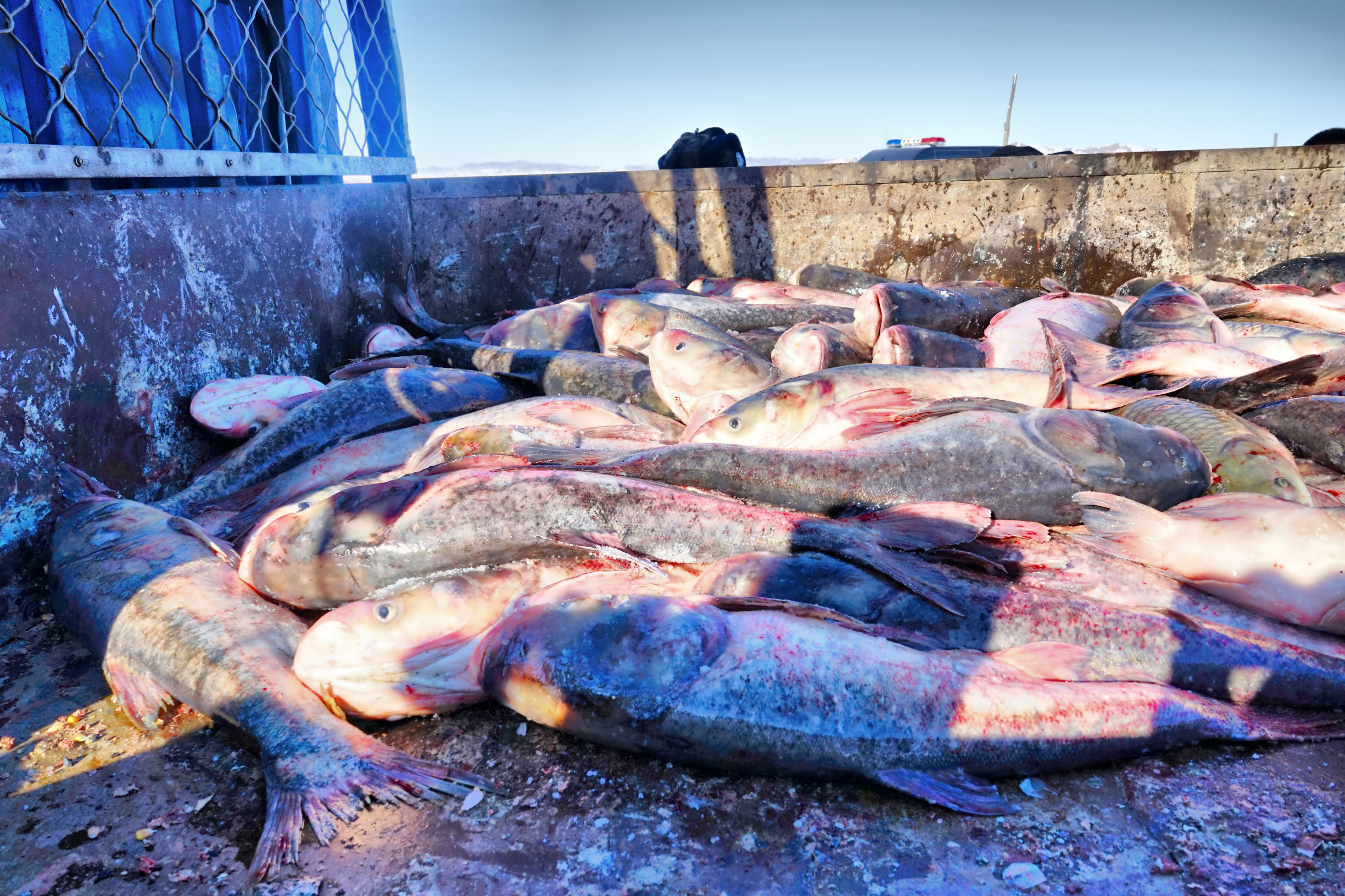 穿越内蒙古大草原雪景,来内蒙古大草原看雪