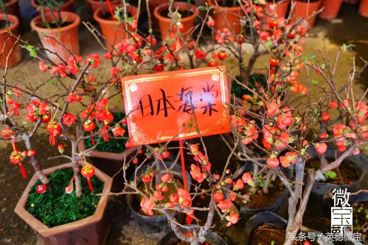 英德美丽的花街,英德花街