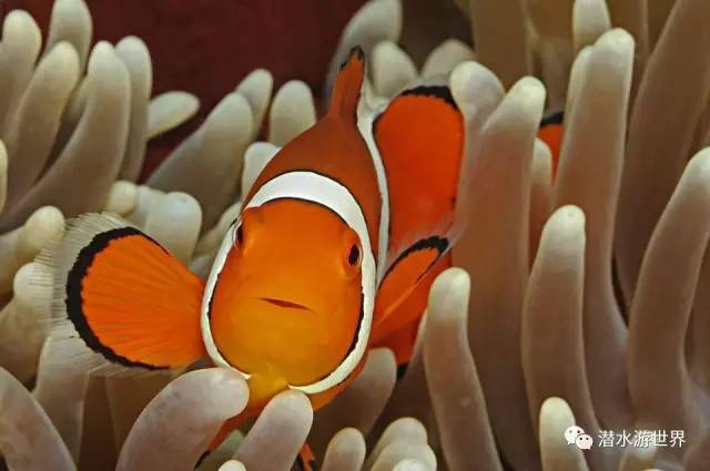 变性、伪装、雌雄同体--谁是微距世界的奇葩?