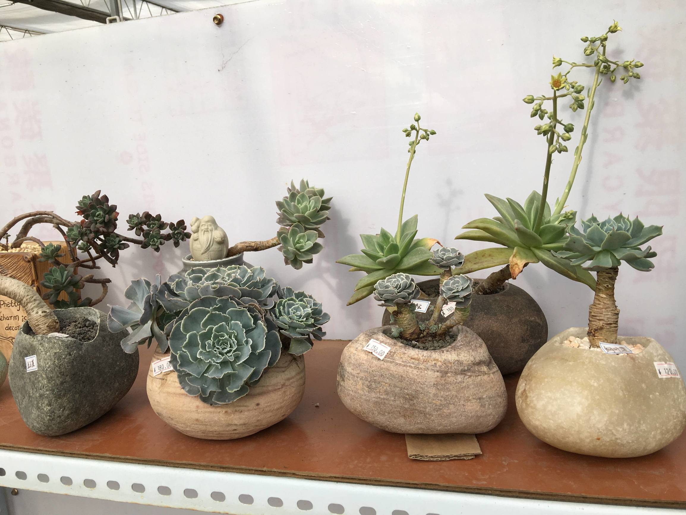 年宵花蝴蝶兰探店,年宵花老桩