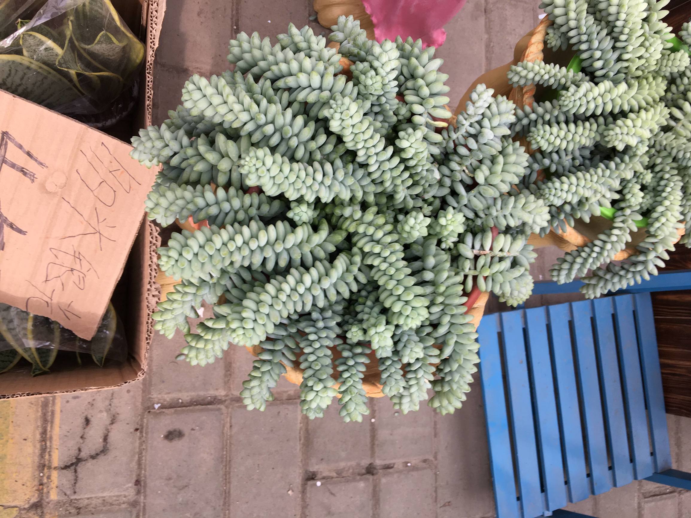 年宵花老桩,年宵花老桩图片大全