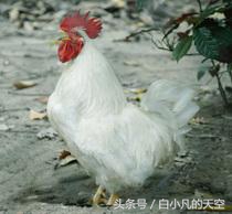 老人养了一只白公鸡，八年来陪伴着老人，渡过了两次劫难