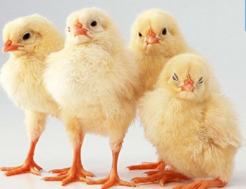 公鸡母鸡战斗鸡是什么鸡,公鸡母鸡小时候的区别