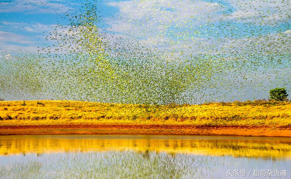 鹦鹉的养法注意事项,鹦鹉怎么养注意事项图解