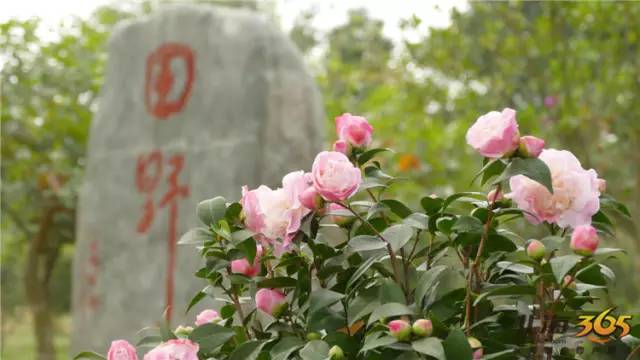 元旦北海好玩的地方,春节去北海还是去西双版纳好玩