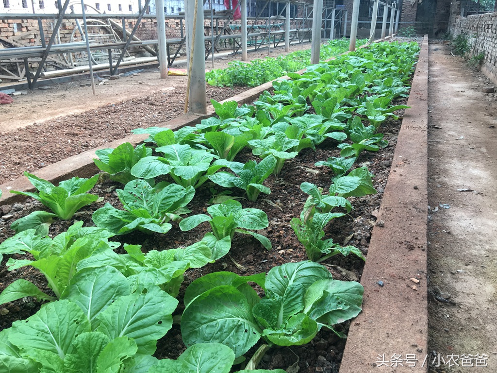 适合深圳种植的植物,深圳适合种植的植物