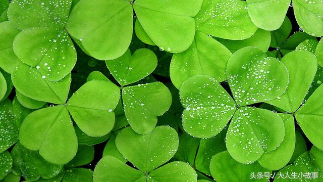 十二生肖男专属幸运花卉,12生肖最佳姻缘表