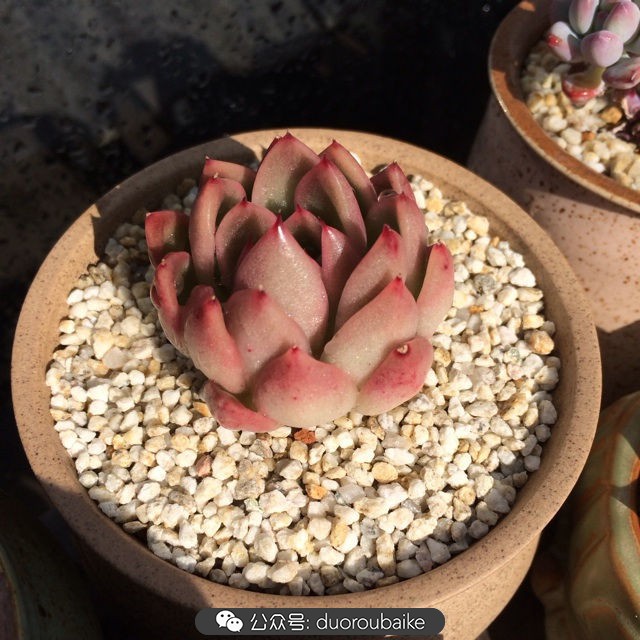 院子阳光房多肉,阳光房庭院多肉