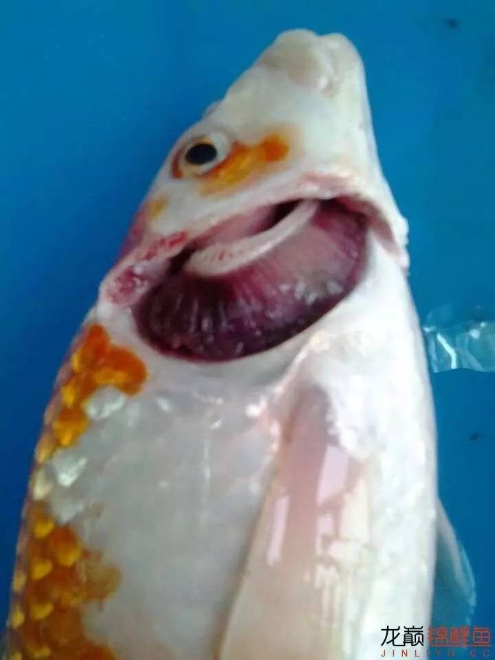 锦鲤皮肤寄生虫,不常见的锦鲤寄生虫