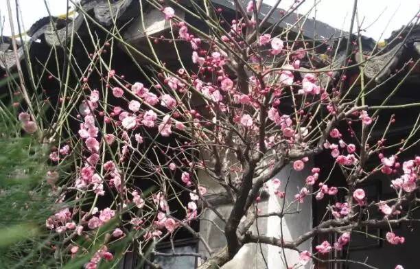 苏州春季梅花免费观赏胜地,苏州梅园赏梅花时间