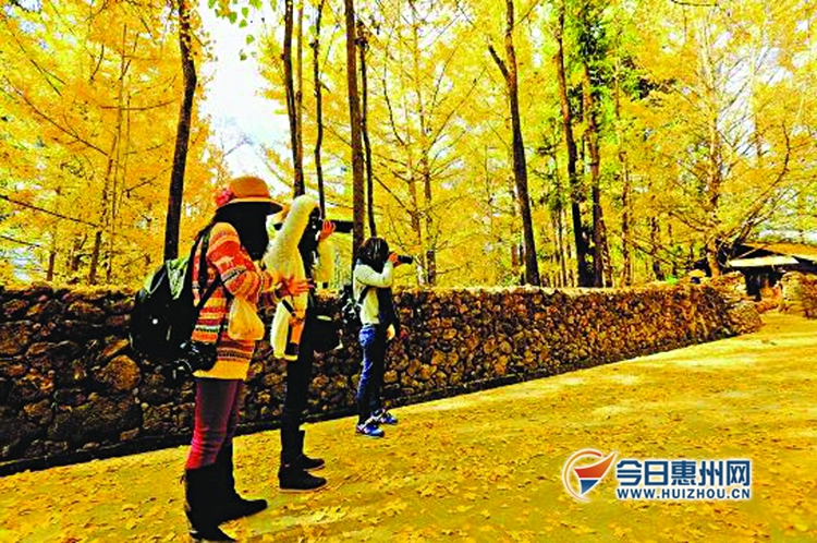 春节惠州旅游攻略大全最新,惠州过年不回家适合去哪旅游