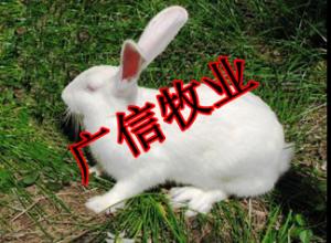 养兔场獭兔养殖技术培训,獭兔种兔养殖场