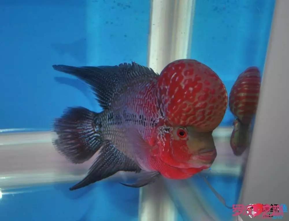 小罗烧牛筋,小罗烧鱿鱼