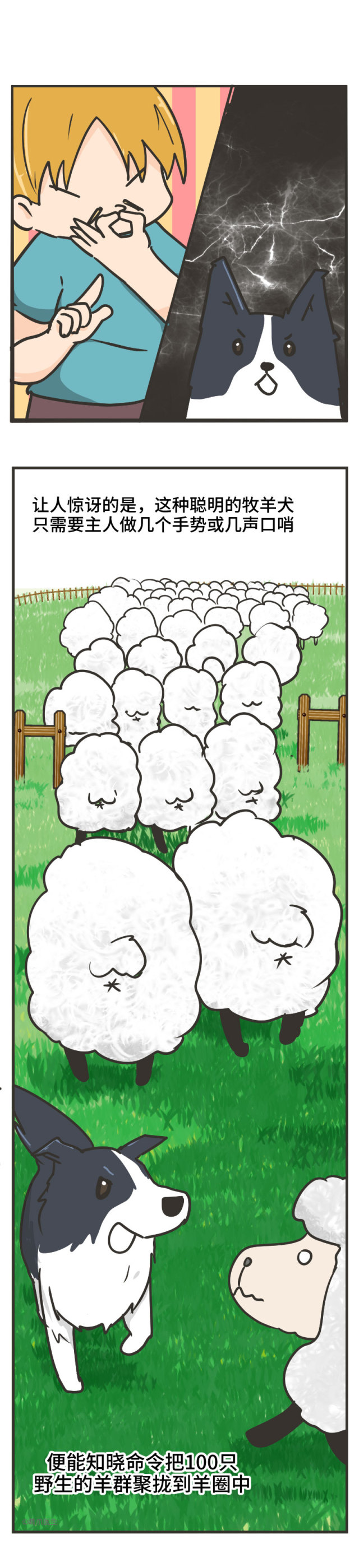 边牧的智商真的有6-8岁那么高吗,边牧和巴拉布拉多他俩谁的智商高