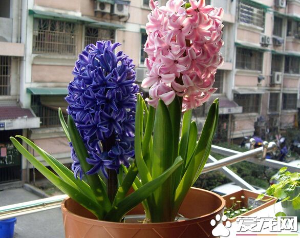 风信子种球水培根部发霉怎么处理,风信子根部发霉怎么治疗