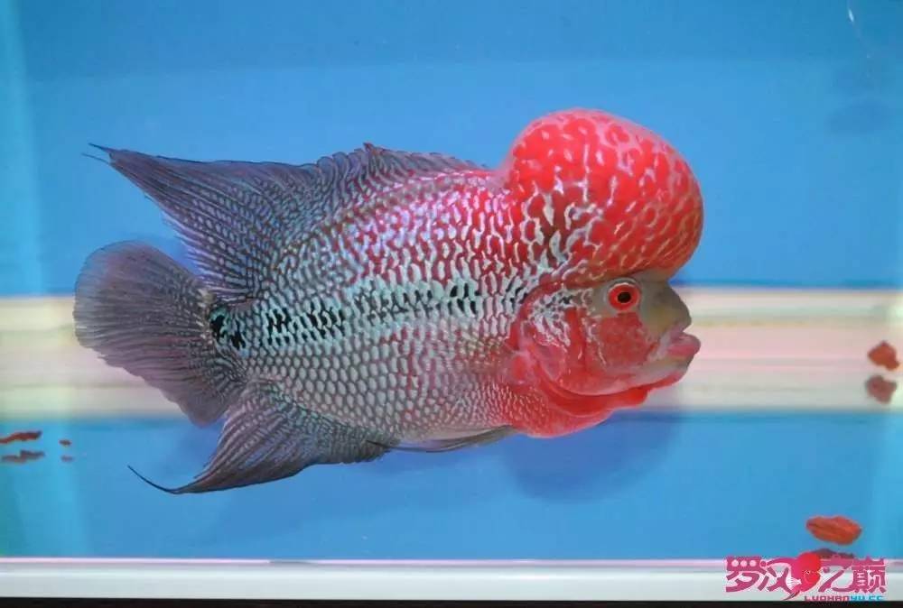 小罗烧牛筋,小罗烧鱿鱼