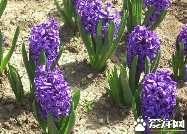 风信子种球水培根部发霉怎么处理,风信子根部发霉怎么治疗