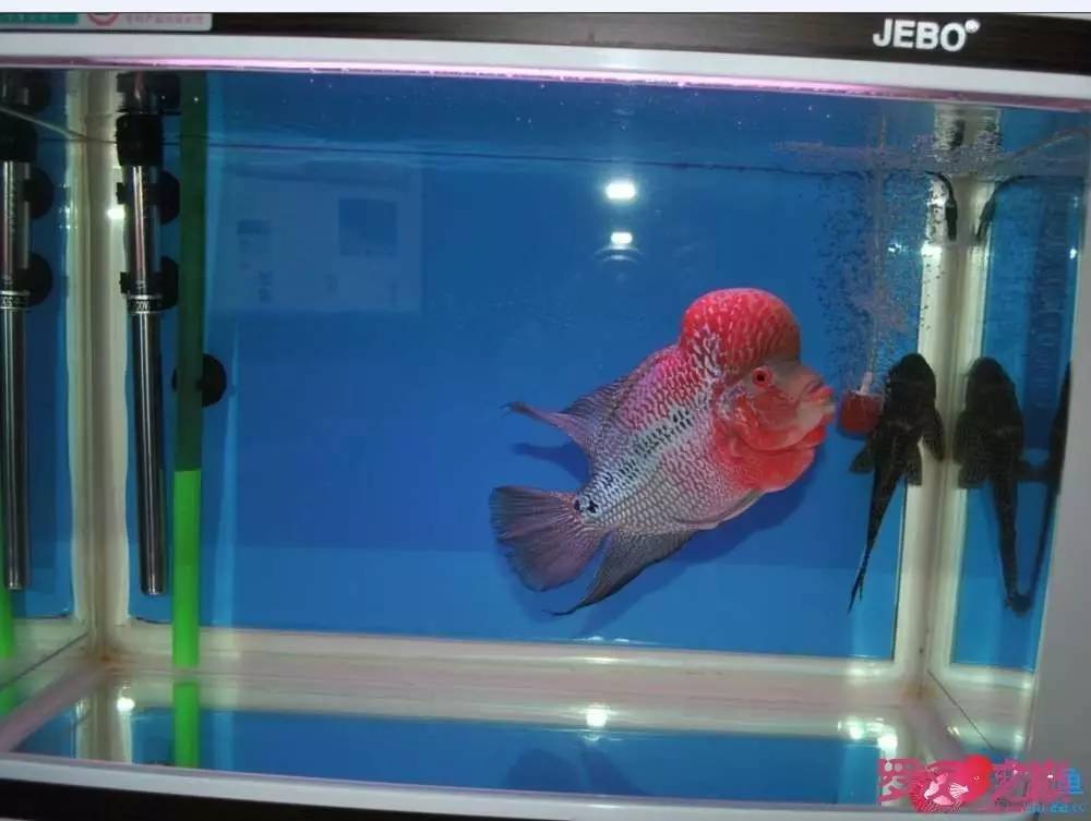 小罗烧牛筋,小罗烧鱿鱼