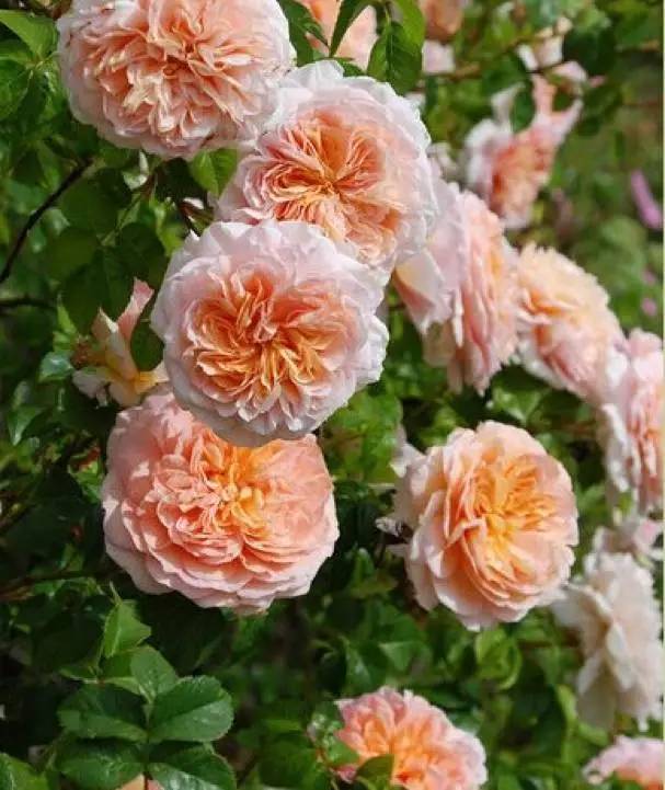 情人节假花蓝色妖姬,情人节卖荧光玫瑰