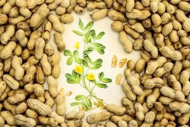 《落花生》丨那些年，我们一起读过的课文