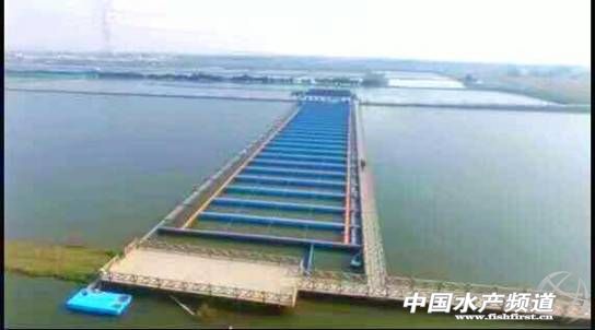 农村鱼塘养鱼新模式,一亩鱼塘规模化养鱼