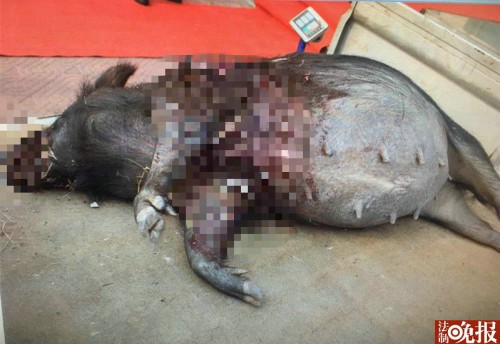 偷猎黑猪被刑拘,夫妻俩非法狩猎8头野猪被判刑