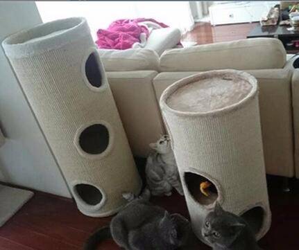 搬新家、换新厕，却被差评？“本喵憋屎抗议！”