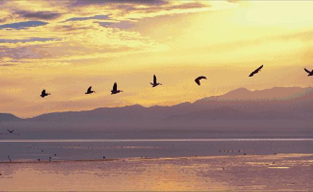 明星加拿大鹅,明星加拿大鹅穿搭