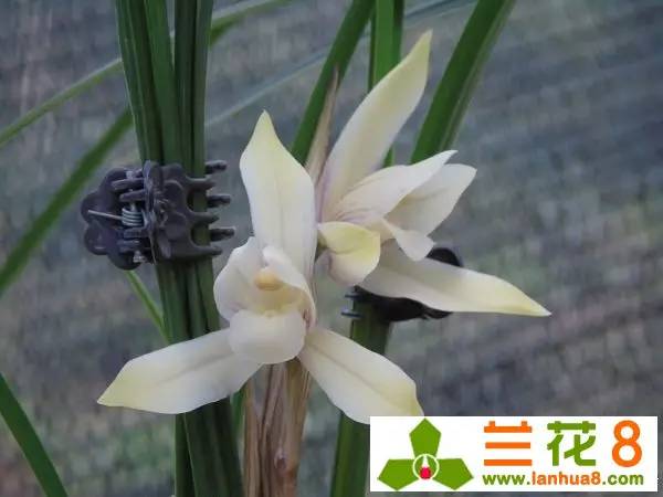 兰花红蜘蛛,兰花红蜘蛛多怎么办