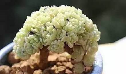 秀肉肉｜多肉老桩的5大形态，每一个我都爱！